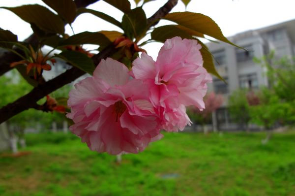 春暖花开