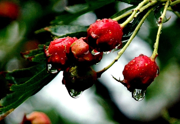 雨果