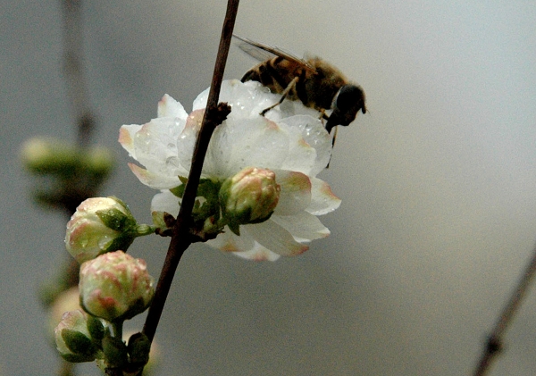 蜂花